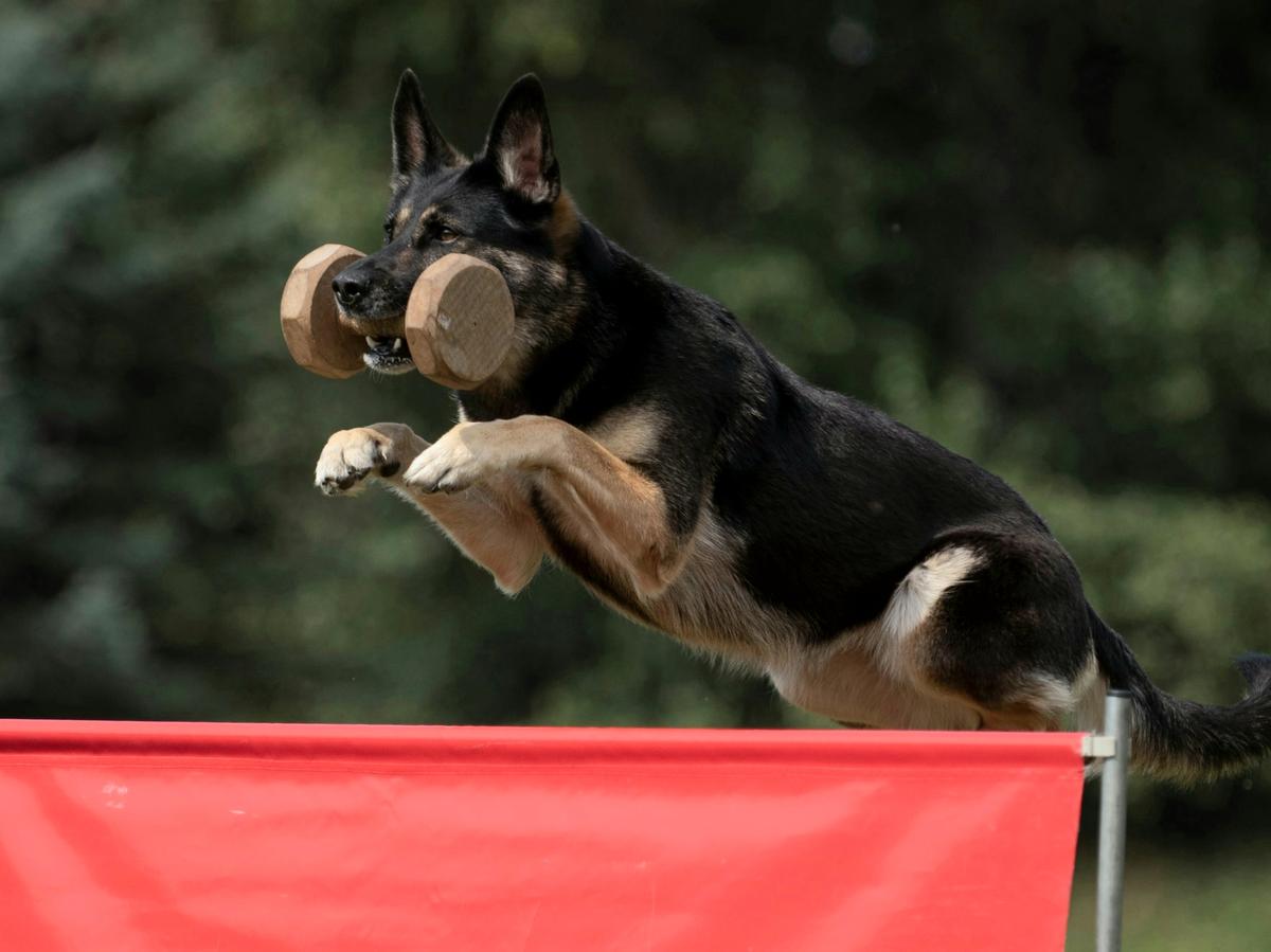 Witari vom Schmiedegarten | German Shepherd Dog 