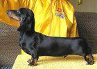 MAKOVOE ZERNYSHKO IZ OMSKOY KREPOSTI | Dachshund 