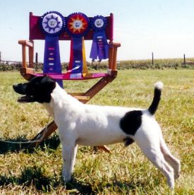 Pheasant Hill Hawk | Jack Russell Terrier 