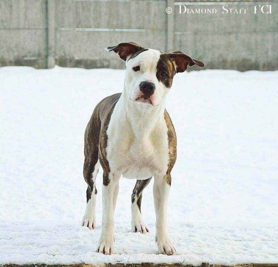RAISE ME UP Diamond Staff | American Staffordshire Terrier 