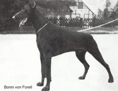 Bonni v. Forell | Brown Doberman Pinscher