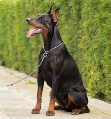 And The Oscar Goes to Elysia | Black Doberman Pinscher