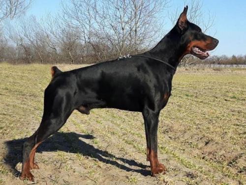 Morfeusz di Modello | Black Doberman Pinscher