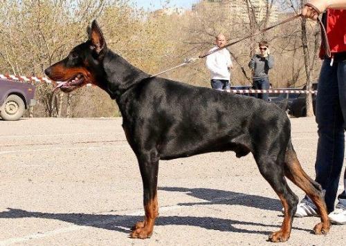 Klassik Allert Ekskalibur | Black Doberman Pinscher