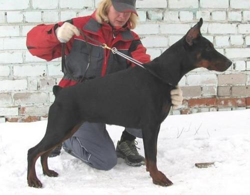 Klassik Allert Faina | Black Doberman Pinscher