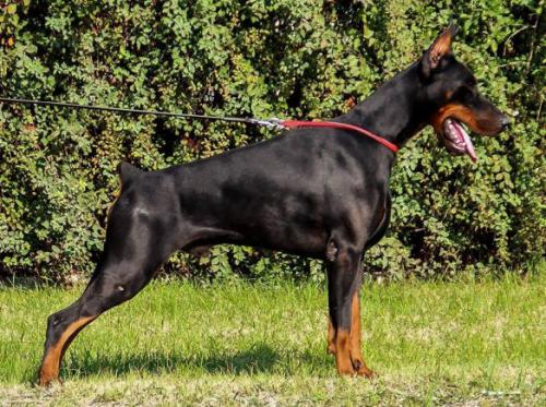 Extram Earl v. Ashanti Legende | Black Doberman Pinscher