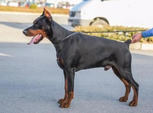Artemis Treasures Sidor | Black Doberman Pinscher
