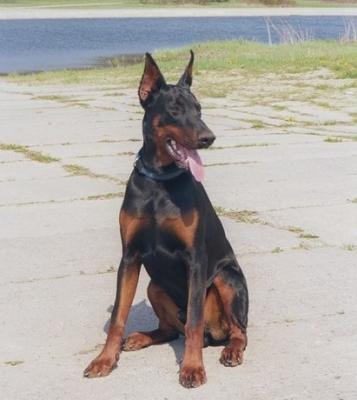 Baron Hellfire | Black Doberman Pinscher