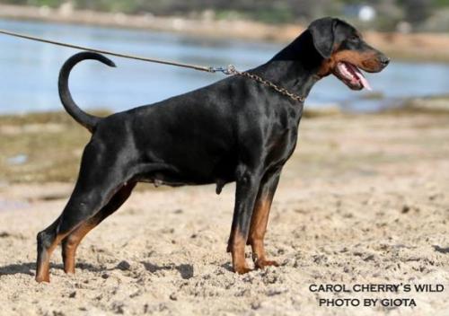 Carol Cherry's Wild | Black Doberman Pinscher