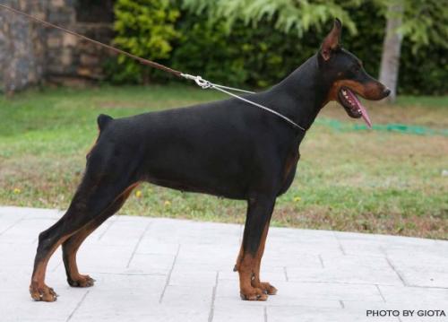 Daniela v. Haus Liopiris | Black Doberman Pinscher