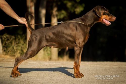 Utopia v. Haus Liopiris | Brown Doberman Pinscher