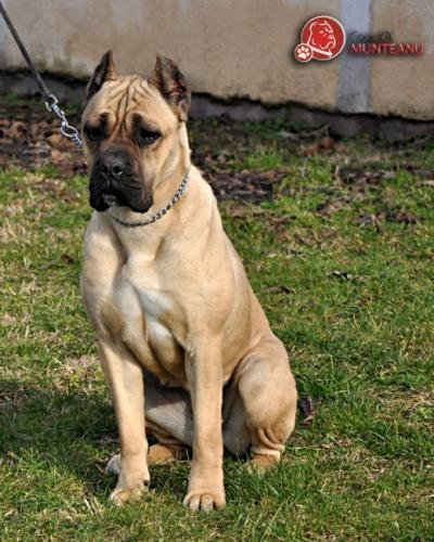 Evelyn corso di munteanu | Cane Corso 