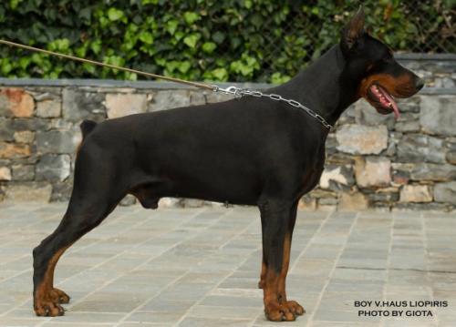 Boy v. Haus Liopiris | Black Doberman Pinscher