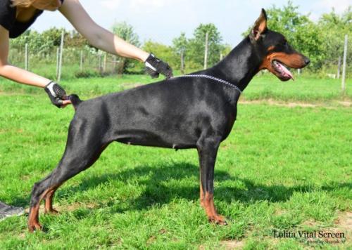 Lolita Vital Screen | Black Doberman Pinscher