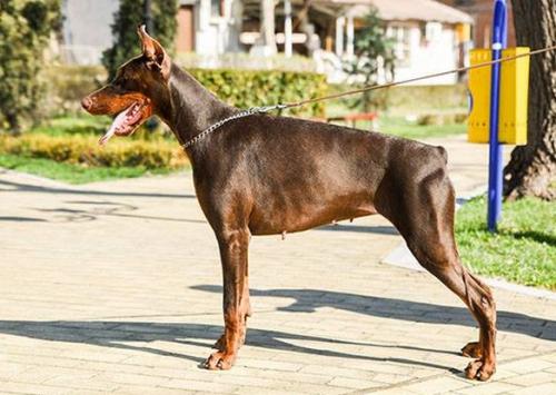 Defender of Bulgaria Ophelia | Brown Doberman Pinscher