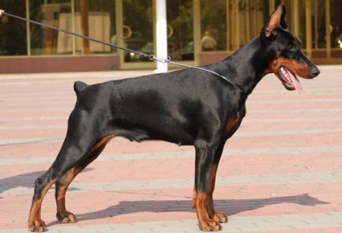 Pride of Kharukk Atika | Black Doberman Pinscher