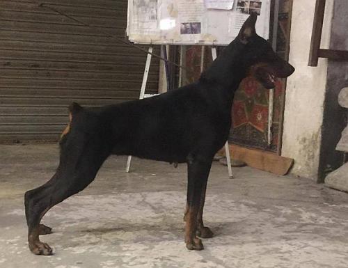 Pride of Kharukk Alissa | Black Doberman Pinscher