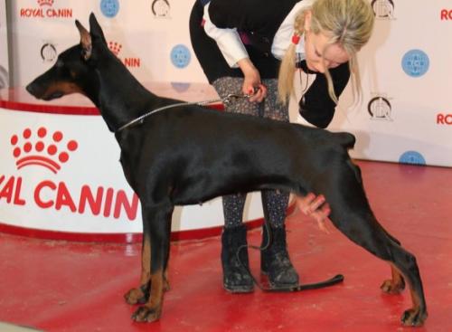 Pride of Kharukk Arisha | Black Doberman Pinscher