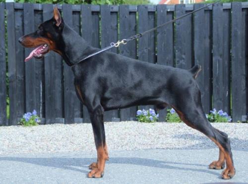 Snoop v.d. Ost Comitatus | Black Doberman Pinscher