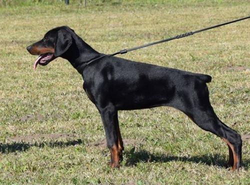 McKennah Diamonds Are Forever | Black Doberman Pinscher