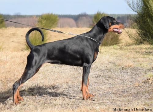 McKennah Dobislava | Black Doberman Pinscher