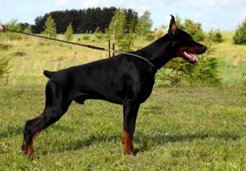 McKennah D?Angelo | Black Doberman Pinscher