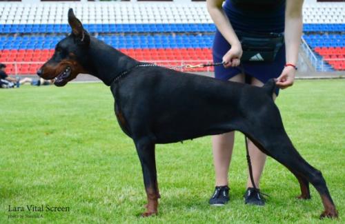 Lara Vital Screen | Black Doberman Pinscher