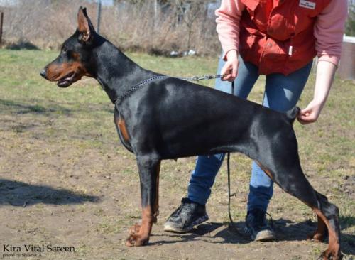 Kira Vital Screen | Black Doberman Pinscher