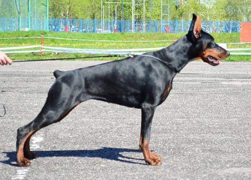 Katana Vital Screen | Black Doberman Pinscher