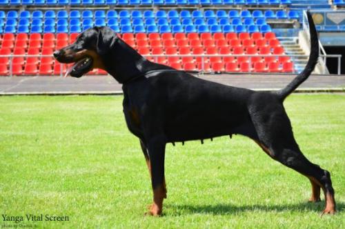 Yanga Vital Screen | Black Doberman Pinscher