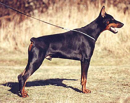 Graf Guido v. Franckenhorst | Black Doberman Pinscher