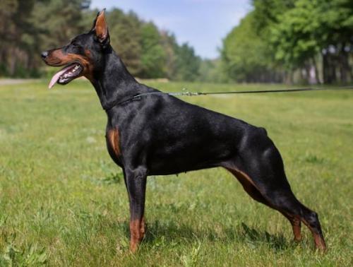 Dzhessika Vital Screen | Black Doberman Pinscher