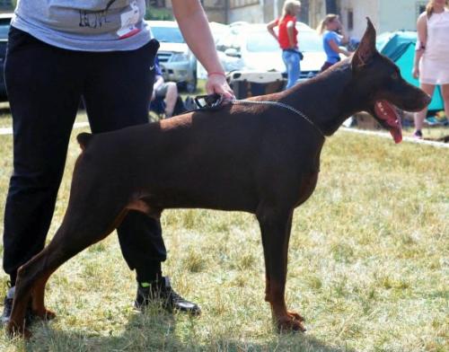 Bismarck Vital Screen | Brown Doberman Pinscher