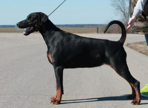 Black Princess Vital Screen | Black Doberman Pinscher