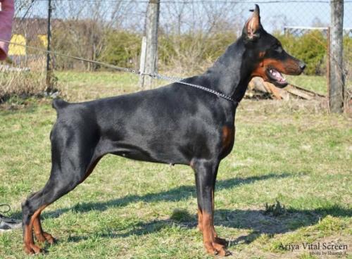 Ariya Vital Screen | Black Doberman Pinscher