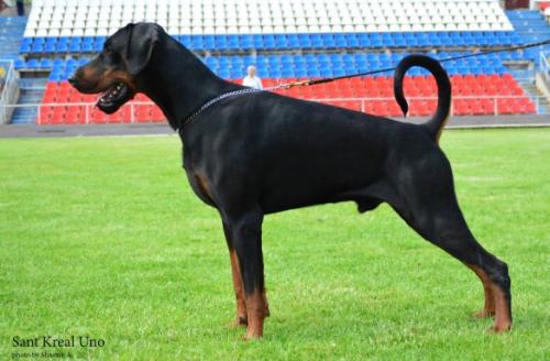 Sant Kreal Uno | Black Doberman Pinscher