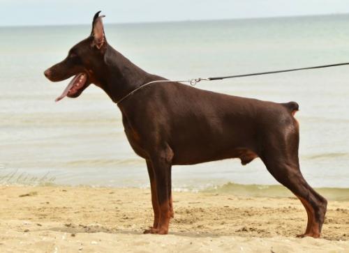 Livonija Baron Desperante Dylan | Brown Doberman Pinscher