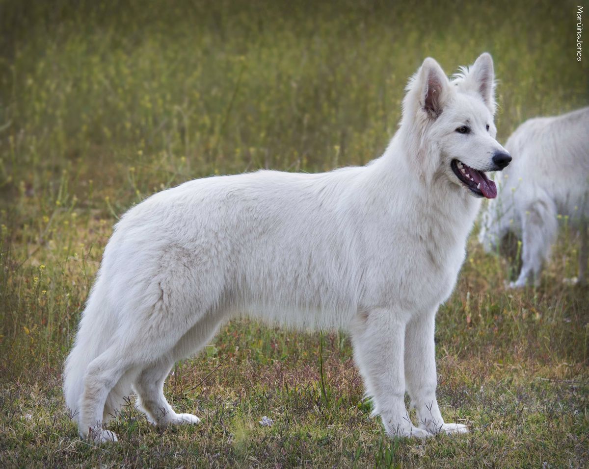 ISKANDAR MAGNUS Mountain Wolves | White Swiss Shepherd Dog 