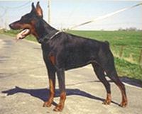 Nasthasia de l'Abbaye de Sable | Black Doberman Pinscher