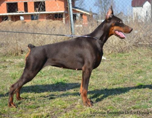 Livonija Baronesa Dolce Donna | Brown Doberman Pinscher