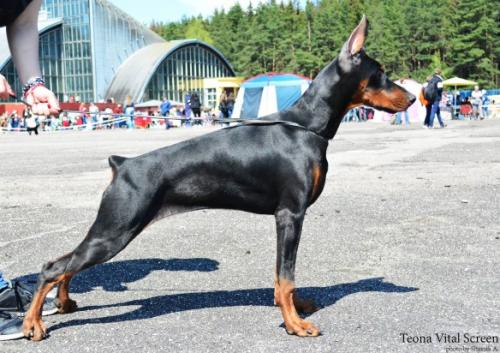 Teona Vital Screen | Black Doberman Pinscher