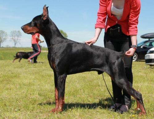 Neo Vital Screen | Black Doberman Pinscher