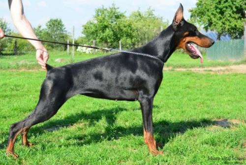 Miara Vital Screen | Black Doberman Pinscher