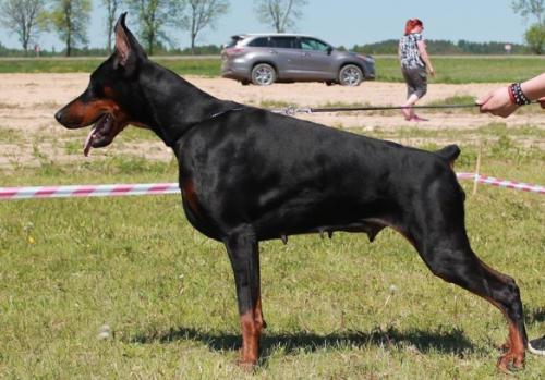 Gekata Vital Screen | Black Doberman Pinscher