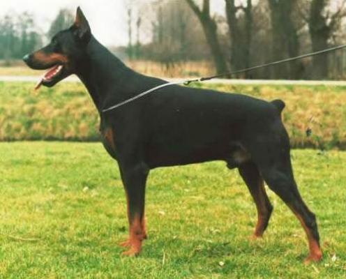 Hargos v.h. Wantij | Black Doberman Pinscher