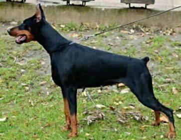 The B52's Fly Bansif | Black Doberman Pinscher