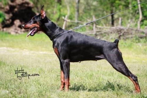 Duna v. Haus Liopiris | Black Doberman Pinscher