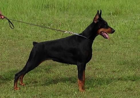 Harmonic's Gyzella | Black Doberman Pinscher