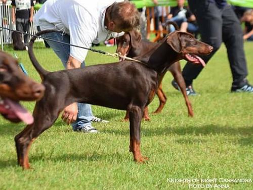 Knights of Night Cassandra | Brown Doberman Pinscher