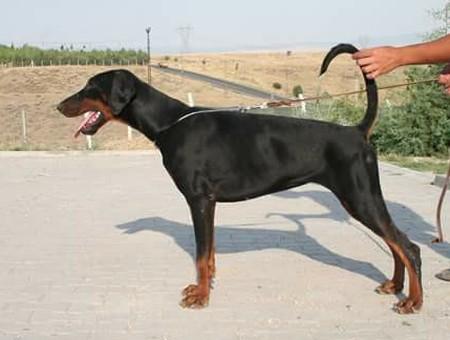 Knights of Night Carmen | Black Doberman Pinscher